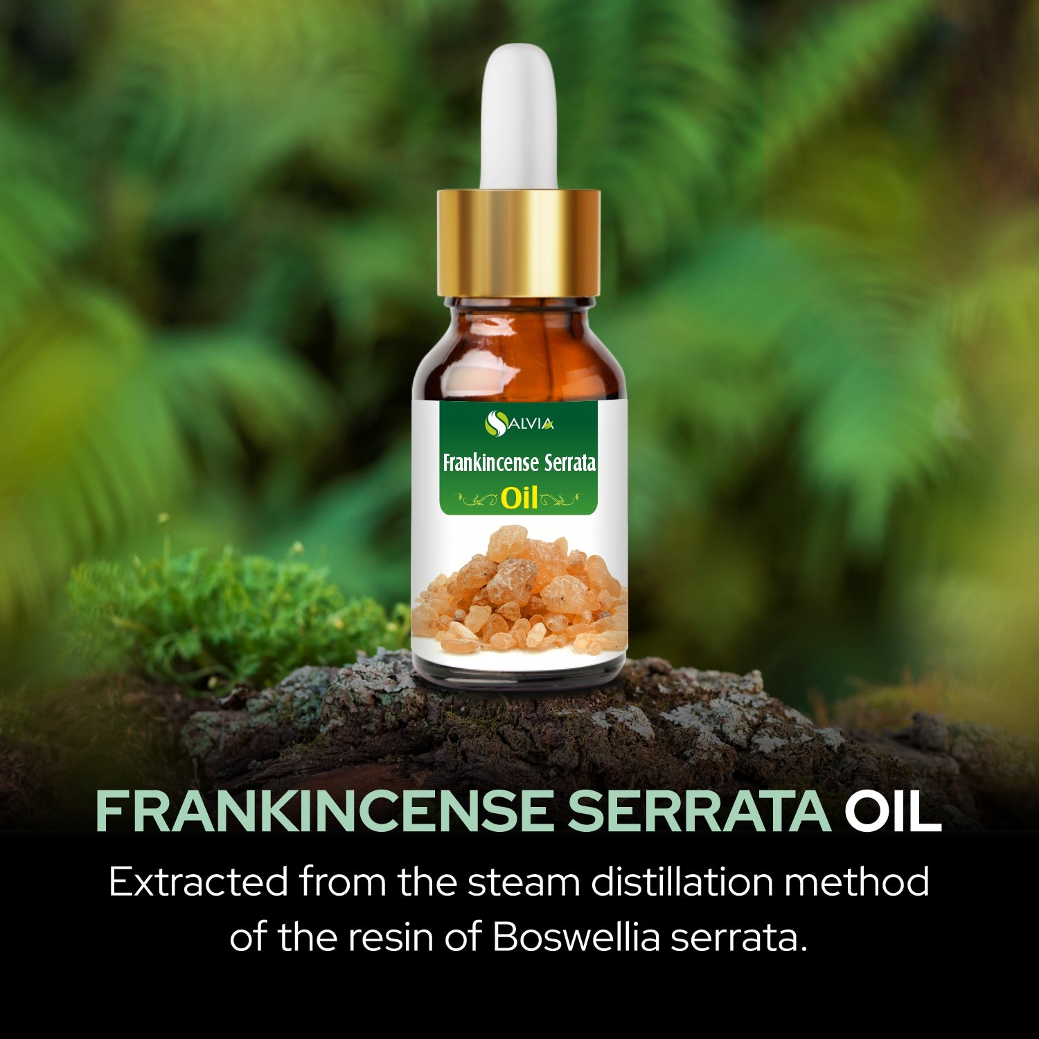 Salvia Natural Essential Oils,Dandruff,Greasy Oil,Anti Fungal,Anti-fungal Oil,Oil for Greasy Hair Frankincense Serrata Oil