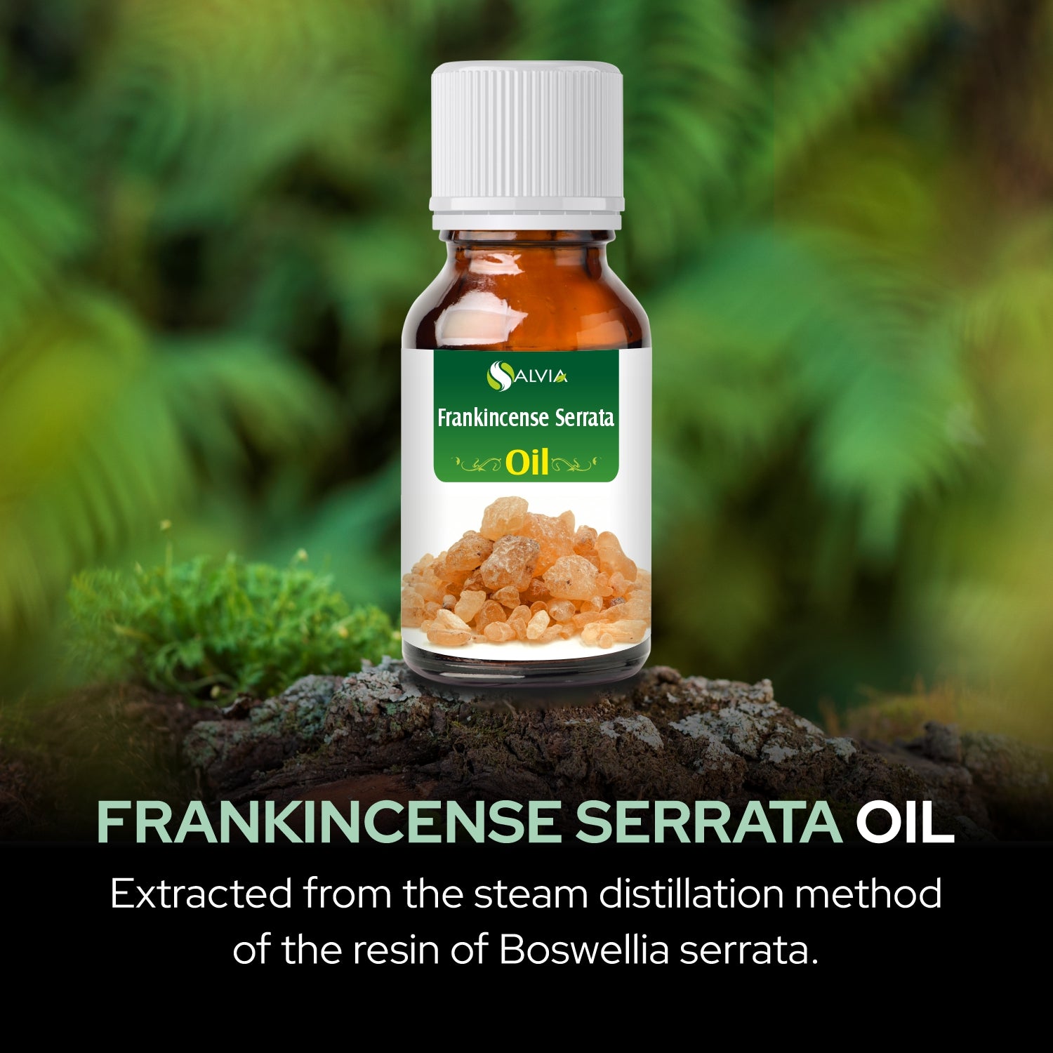 Salvia Natural Essential Oils,Dandruff,Greasy Oil,Anti Fungal,Anti-fungal Oil,Oil for Greasy Hair Frankincense Serrata Oil