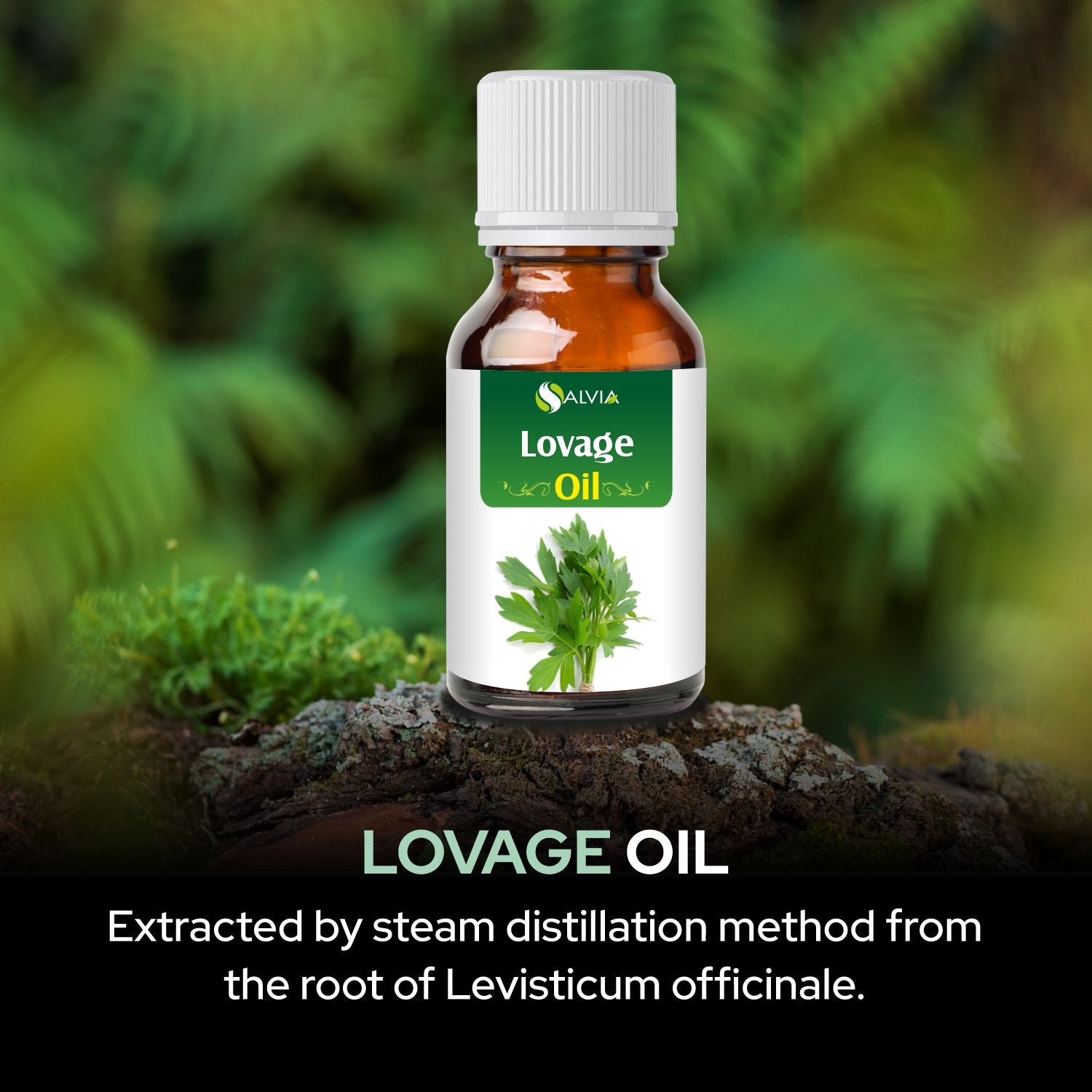 Salvia Natural Essential Oils,Dandruff,Greasy Oil,Anti Fungal,Anti-fungal Oil,Oil for Greasy Hair Lovage Oil