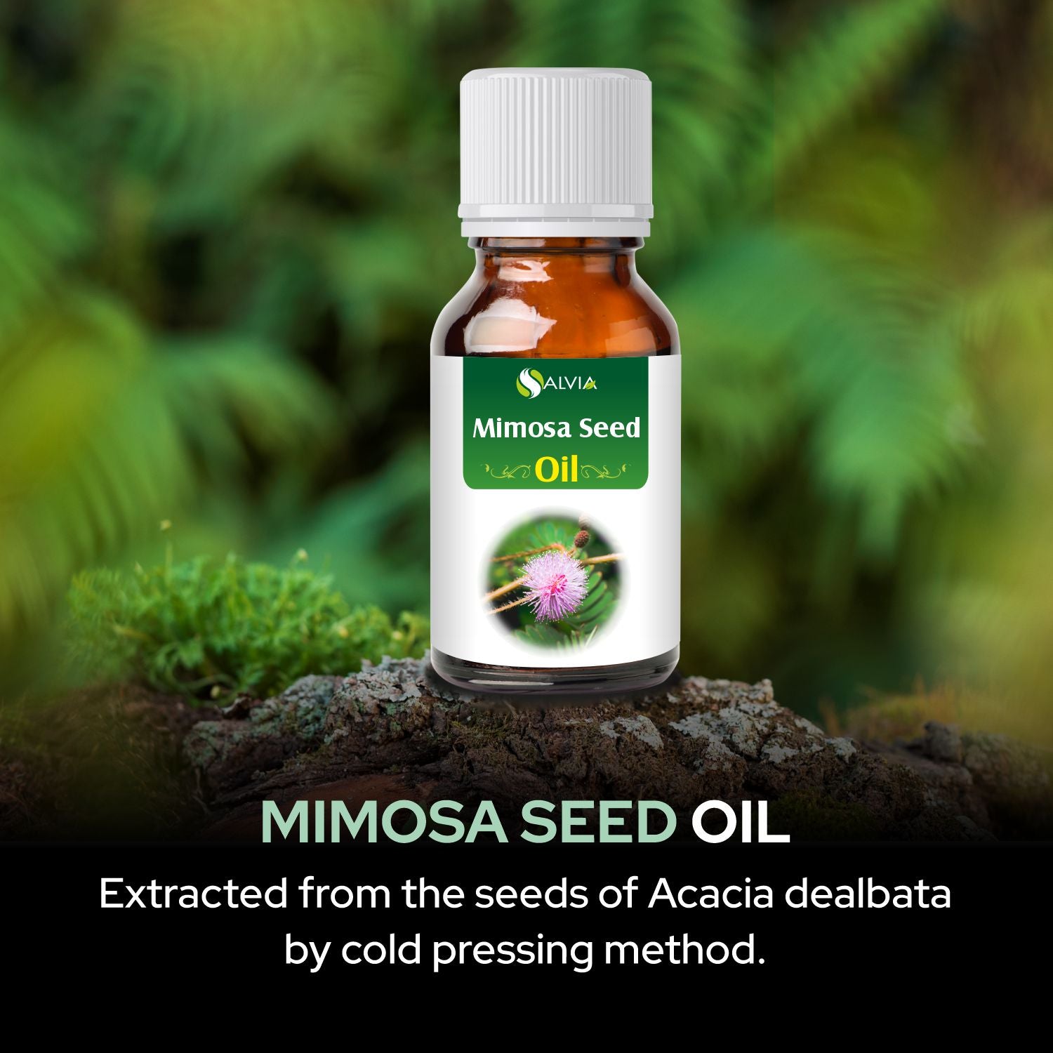 Salvia Natural Essential Oils,Dandruff,Greasy Oil,Anti Fungal,Anti-fungal Oil,Oil for Greasy Hair Mimosa Seed Oil